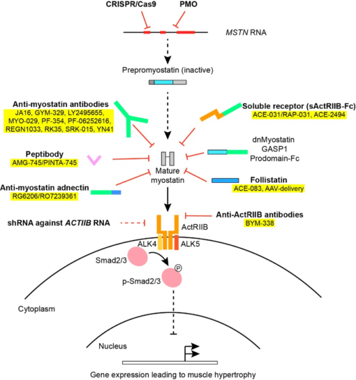 Buy GDF-8 Myostatin Inhibitor 1mg | Unlock Muscle Growth Potential - Image 2